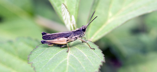 Grasshopper sighted in Atlantic forest in the urban area