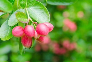 karonda or Carunda Fruits