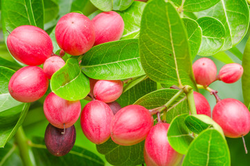 karonda or Carunda Fruits
