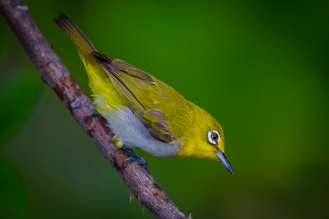 Close up of Oriental White-eye (Zosterops palpebrosus ) in real nature in Thailand