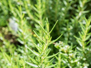 Fresh rosemary organic herb grow outdoor close up