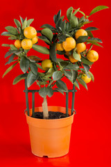 Куст каламондина на красном фоне
