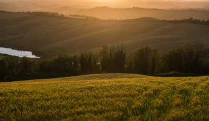 Obraz premium Wheat field