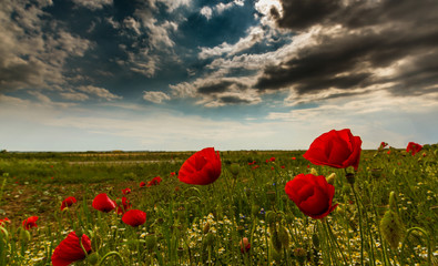 Field of wild red poppies and storm clouds in early summer in Europe