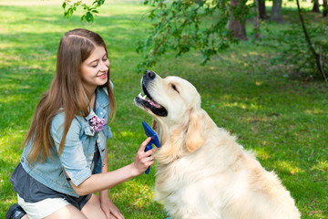 Young beautiful woman combing fur golden retriever dog on a green lawn.
