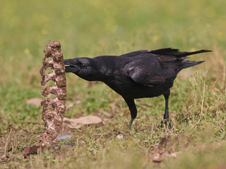 Fototapeta premium Common raven (Corvus corax)