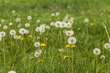Air dandelion in the field