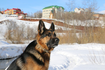 German shepherd dog on snow in winter day
