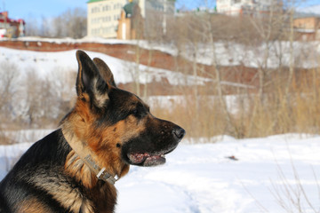 German shepherd dog on snow in winter day