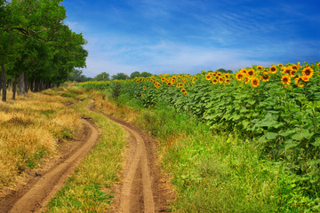 Fototapeta na wymiar Sunflower field by the road