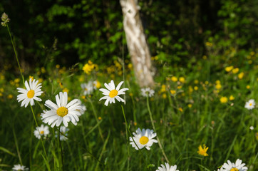 Fototapeta premium Blossom daisies in a green landscape