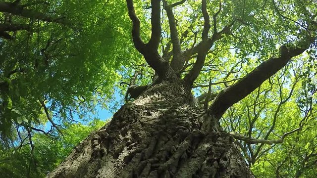old oak in springtime