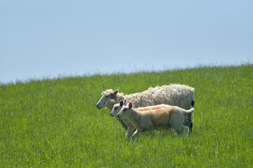 Sheep and lambs in field near Abbotsbury, Dorset