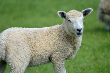 Fototapeta premium Sheep and lambs in field near Abbotsbury, Dorset