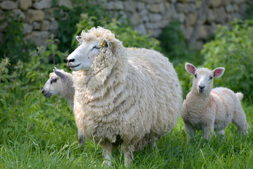 Sheep and lambs in field near Abbotsbury, Dorset