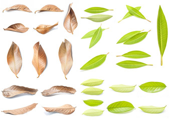 Group of Green leaves and Group of dry leaves Isolated on white background