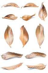 Dry leaves on white background