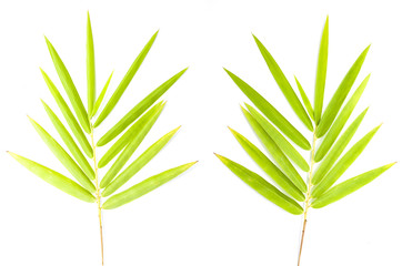 Fototapeta na wymiar Bamboo leaves isolated on white background.