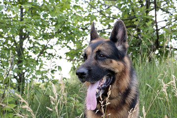 Dog german shepherd in a summer day