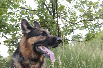 Dog german shepherd in a summer day