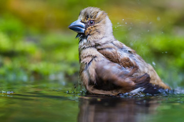 The Bathing of Hawfinch