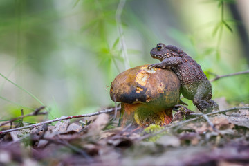 Common toad and porcini