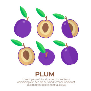 Summer set of Ripe Plum. Sweet juicy fruit. Blue plum fruits isolated on white background. Vector illustration