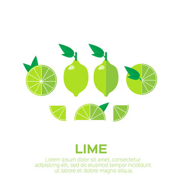 Summer set of lime fruits. Whole and cut half healthy limes. Vector illustration