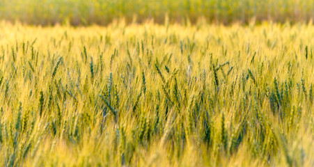 Barley field in sunset light.
