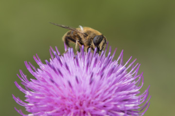 bee on wildflower