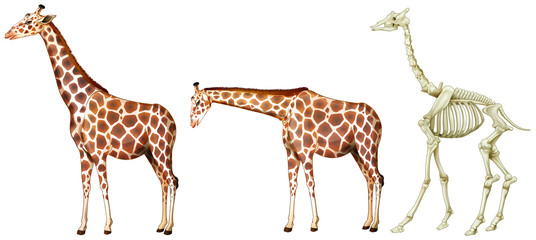 Giraffe and its bone structure