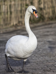 Schwan geht entspannt spazieren