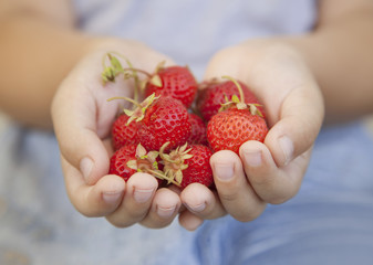 handful of strawberries in the hands of boy
