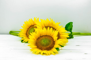 young beautiful sunflowers isolated on a white background