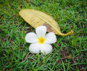 Plumeria flower on the lawn
