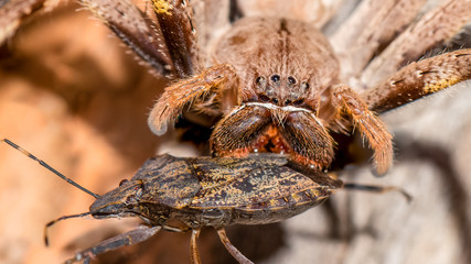 I'm trying to have dinner - do you mind?!?!  (Palystes Supercili