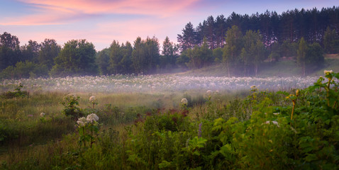 The Field of a Cow Parsnip