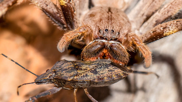 I'm trying to have dinner - do you mind?!?!  (Palystes Supercili