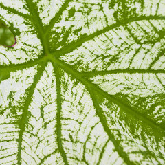 Soft light tone of Texture green leaf.