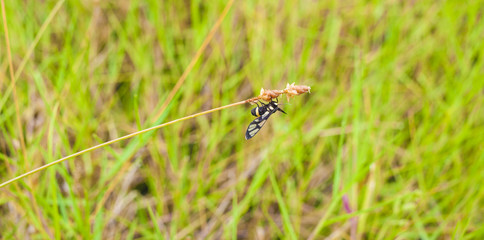 Insect on a flower