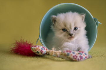 Ragdoll Kitten in a bucket