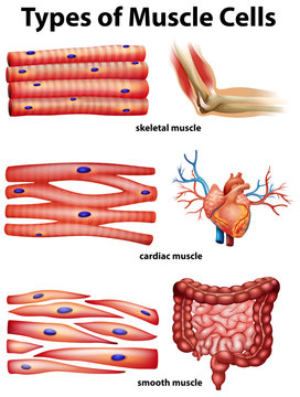 Diagram showing types of muscle cells