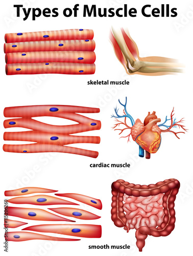 "Diagram showing types of muscle cells" Stock image and ...