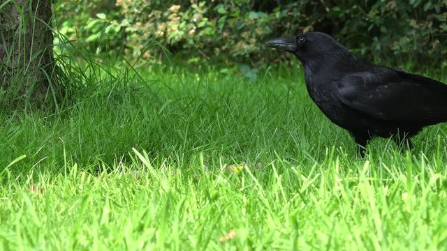 Common raven eat animal food on meadow