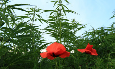 Cannabis inflorescences, opium poppy flowers and seed heads in nature