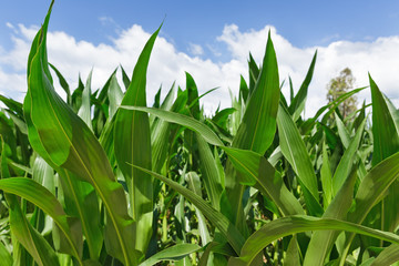 Corn leaves