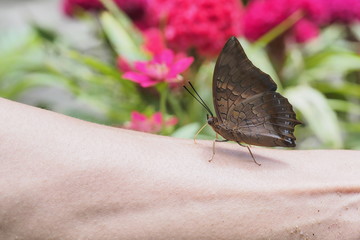 Butterfly on hand OLYMPUS DIGITAL CAMERA