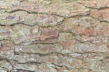 surface of the bark