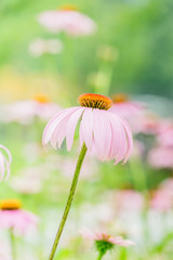 Obraz premium pink daisy with drooping petals outdoors