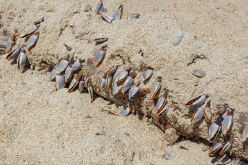 Treibholz am Strand